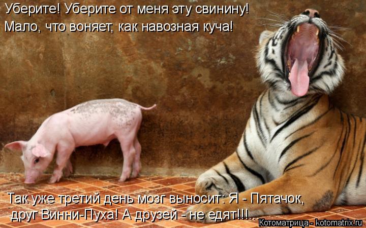 Уберите! Уберите от меня эту свинину! Мало, что воняет, как навозная куча! Так уже третий день мозг в... Котоматрица: Уберите! Уберите от меня эту свинину! Мало, что воняет, как навозная куча! Так уже третий день мозг выносит: Я - Пятачок, друг Винни-Пуха! А дру