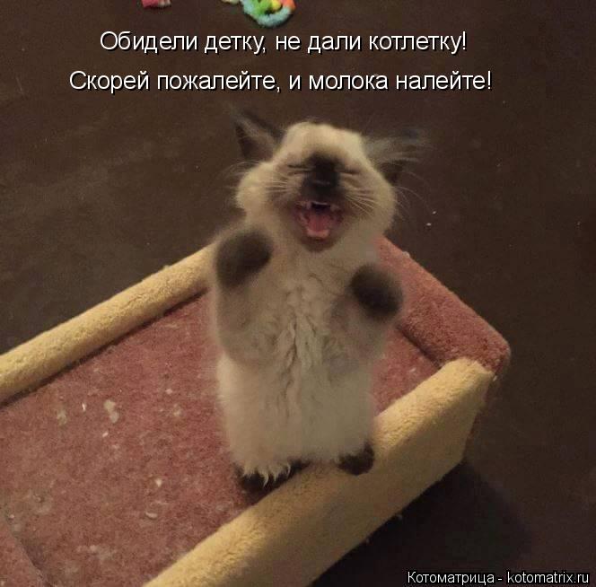 Обидели детку, не дали котлетку! Скорей пожалейте, и молока налейте!... Котоматрица: Обидели детку, не дали котлетку! Скорей пожалейте, и молока налейте!
