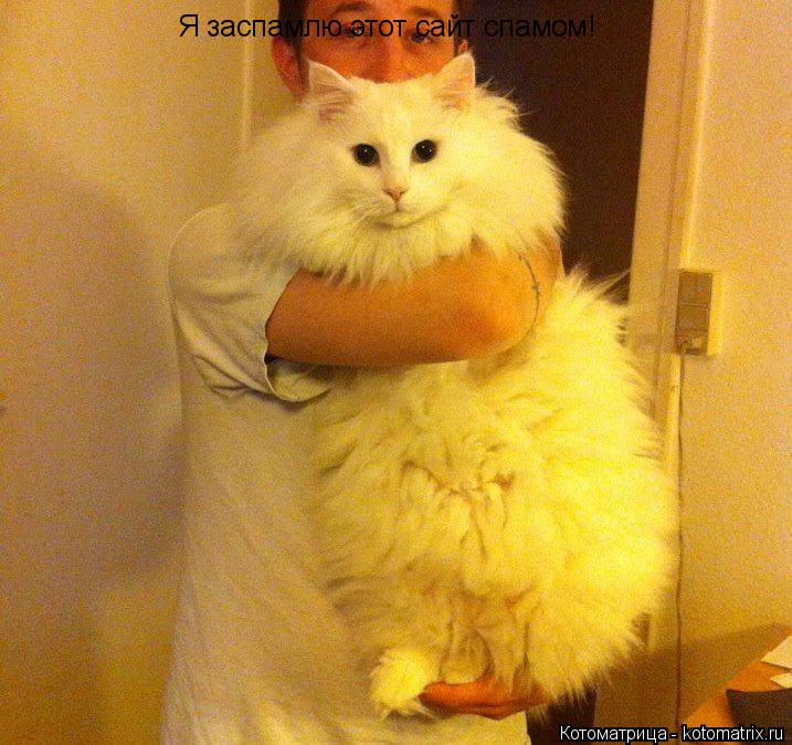 Я заспамлю этот сайт спамом!... Котоматрица: Я заспамлю этот сайт спамом!