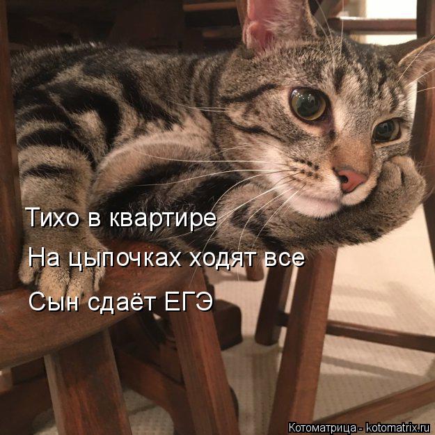 Тихо в квартире На цыпочках ходят все Сын сдаёт ЕГЭ... Котоматрица: Тихо в квартире На цыпочках ходят все Сын сдаёт ЕГЭ