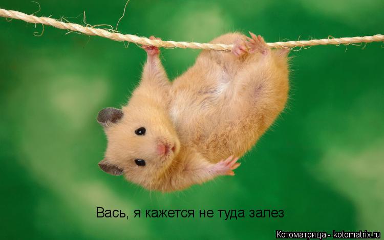 Вась, я кажется не туда залез... Котоматрица: Вась, я кажется не туда залез