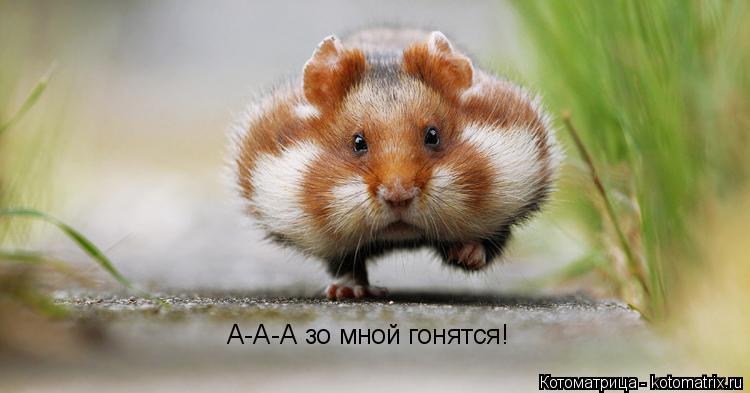 А-А-А зо мной гонятся!... Котоматрица: А-А-А зо мной гонятся!