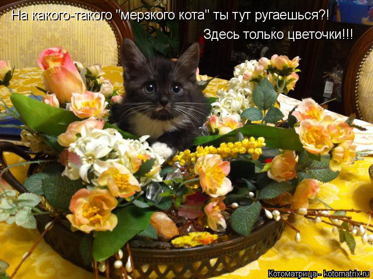 На какого-такого "мерзкого кота" ты тут ругаешься?! Здесь только цветочки!!!... Котоматрица: На какого-такого "мерзкого кота" ты тут ругаешься?! Здесь только цветочки!!!