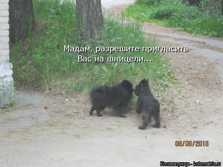 Мадам, разрешите пригласить Вас на шницели...... Котоматрица: Мадам, разрешите пригласить Вас на шницели...