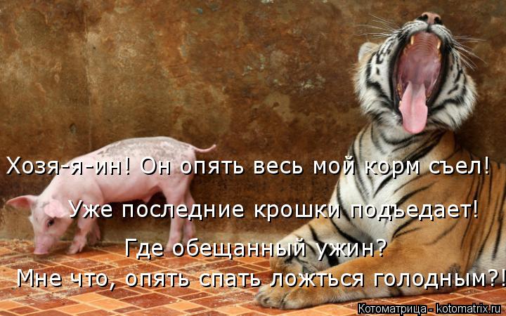 Хозя-я-ин! Он опять весь мой корм съел! Уже последние крошки подъедает! Где обещанный ужин? Мне что, ... Котоматрица: Хозя-я-ин! Он опять весь мой корм съел! Уже последние крошки подъедает! Где обещанный ужин? Мне что, опять спать ложться голодным?!