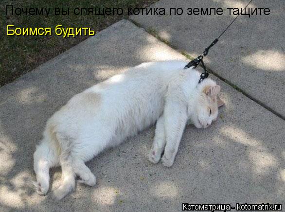 Почему вы спящего котика по земле тащите Боимся будить... Котоматрица: Почему вы спящего котика по земле тащите Боимся будить