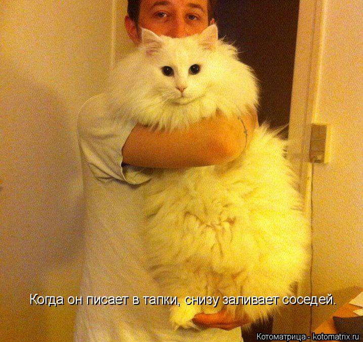 Когда он писает в тапки, снизу заливает соседей.... Котоматрица: Когда он писает в тапки, снизу заливает соседей.
