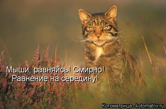 Мыши, равняйсь! Смирно! Равнение на середину!... Котоматрица: Мыши, равняйсь! Смирно! Равнение на середину!