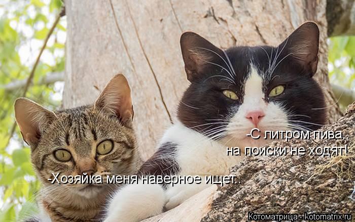 -Хозяйка меня наверное ищет.. -С литром пива.. на поиски не ходят!... Котоматрица: -Хозяйка меня наверное ищет.. -С литром пива.. на поиски не ходят!
