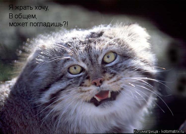 Я жрать хочу, В общем, может погладишь?!... Котоматрица: Я жрать хочу, В общем, может погладишь?!