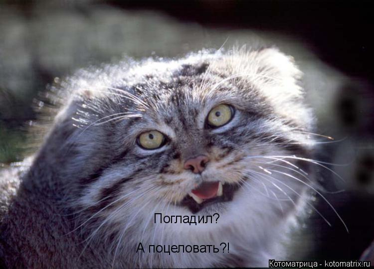 Погладил? А поцеловать?!... Котоматрица: Погладил? А поцеловать?!