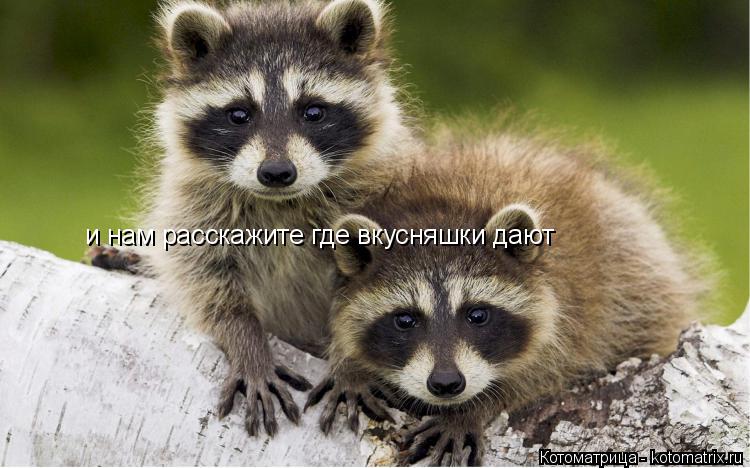и нам расскажите где вкусняшки дают... Котоматрица: и нам расскажите где вкусняшки дают
