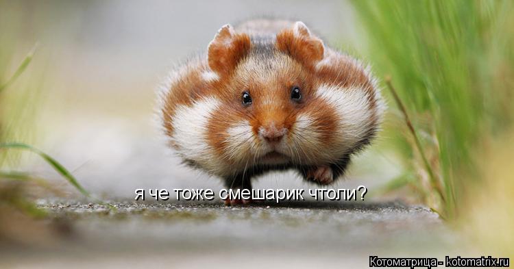 я че тоже смешарик чтоли?... Котоматрица: я че тоже смешарик чтоли?