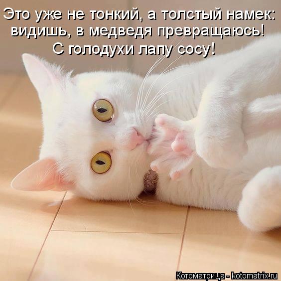 Это уже не тонкий, а толстый намек: видишь, в медведя превращаюсь! С голодухи лапу сосу!... Котоматрица: Это уже не тонкий, а толстый намек: видишь, в медведя превращаюсь! С голодухи лапу сосу!