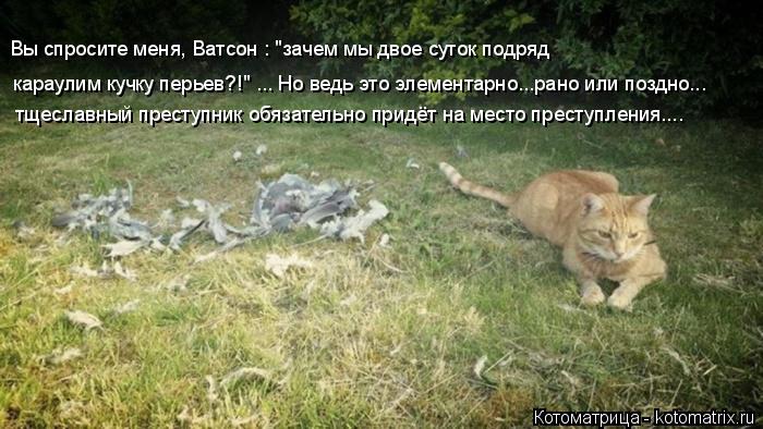 Вы спросите меня, Ватсон : "зачем мы двое суток подряд караулим кучку перьев?!" ... Но ведь это элем... Котоматрица: Вы спросите меня, Ватсон : "зачем мы двое суток подряд караулим кучку перьев?!" ... Но ведь это элементарно...рано или поздно... тщеславный прест