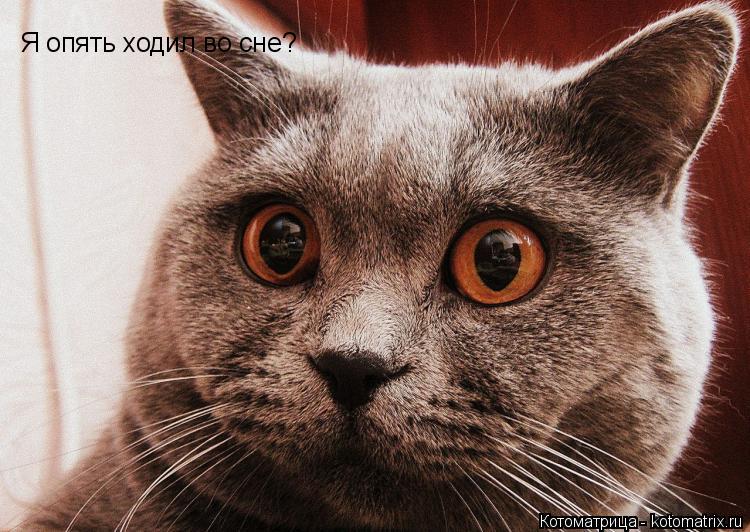 Я опять ходил во сне?... Котоматрица: Я опять ходил во сне?