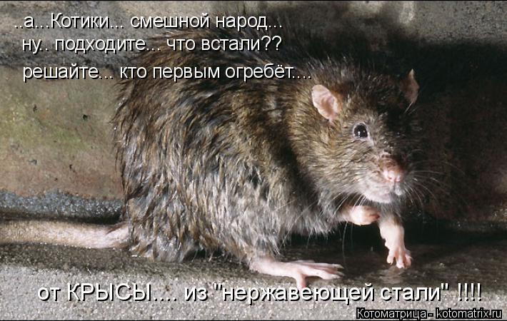 ..а...Котики... смешной народ... ну.. подходите... что встали?? решайте... кто первым огребёт.... от ... Котоматрица: ..а...Котики... смешной народ... ну.. подходите... что встали?? решайте... кто первым огребёт.... от КРЫСЫ.... из "нержавеющей стали" !!!!