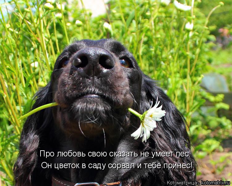 Он цветок в саду сорвал и тебе принес! Про любовь свою сказать не умеет пес.... Котоматрица: Он цветок в саду сорвал и тебе принес! Про любовь свою сказать не умеет пес.
