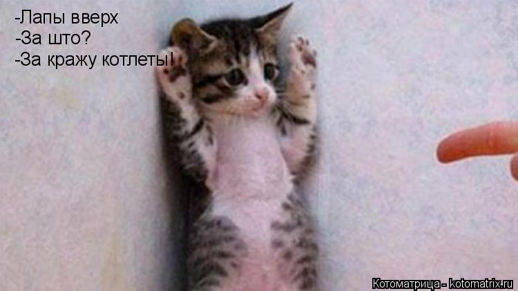 -Лапы вверх -За што? -За кражу котлеты!... Котоматрица: -Лапы вверх -За што? -За кражу котлеты!