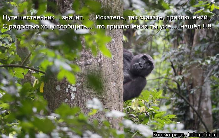 Путешественник... значит. ... Искатель, так сказать, приключений.... С радостью хочу сообщить... что... Котоматрица: Путешественник... значит. ... Искатель, так сказать, приключений.... С радостью хочу сообщить... что приключения ты уже.... нашёл !!!!