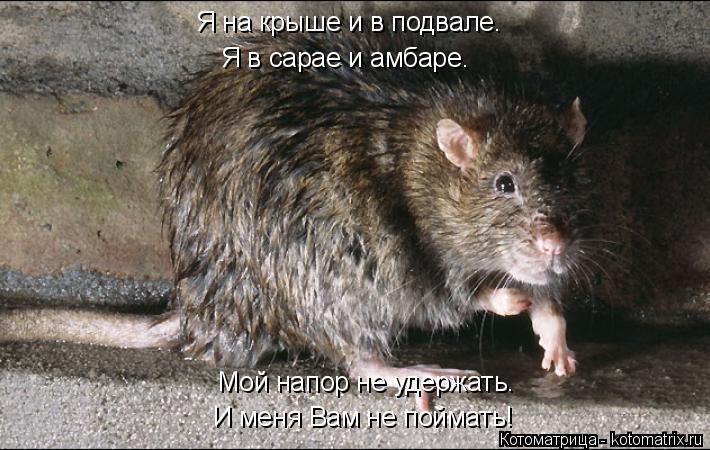 Я на крыше и в подвале. Я в сарае и амбаре. Мой напор не удержать. И меня Вам не поймать!... Котоматрица: Я на крыше и в подвале. Я в сарае и амбаре. Мой напор не удержать. И меня Вам не поймать!