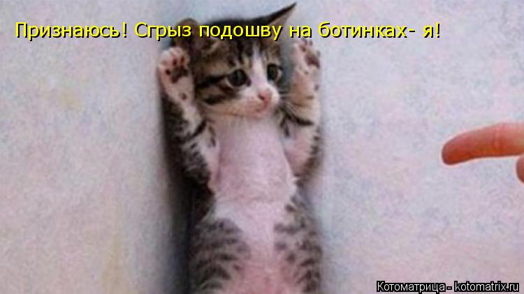 Признаюсь! Сгрыз подошву на ботинках- я!... Котоматрица: Признаюсь! Сгрыз подошву на ботинках- я!