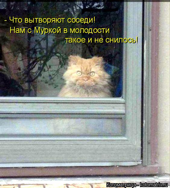 - Что вытворяют соседи! Нам с Муркой в молодости такое и не снилось!... Котоматрица: - Что вытворяют соседи! Нам с Муркой в молодости такое и не снилось!