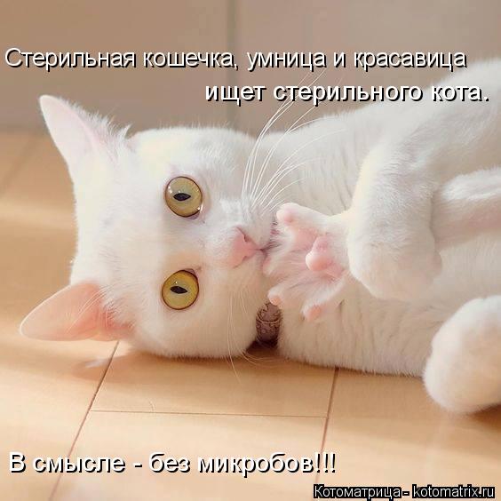 ищет стерильного кота. Стерильная кошечка, умница и красавица В смысле - без микробов!!!... Котоматрица: ищет стерильного кота. Стерильная кошечка, умница и красавица В смысле - без микробов!!!