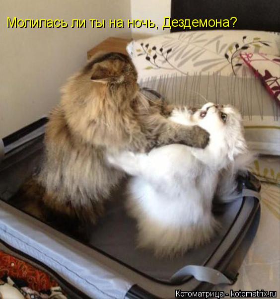 Молилась ли ты на ночь, Дездемона?... Котоматрица: Молилась ли ты на ночь, Дездемона?