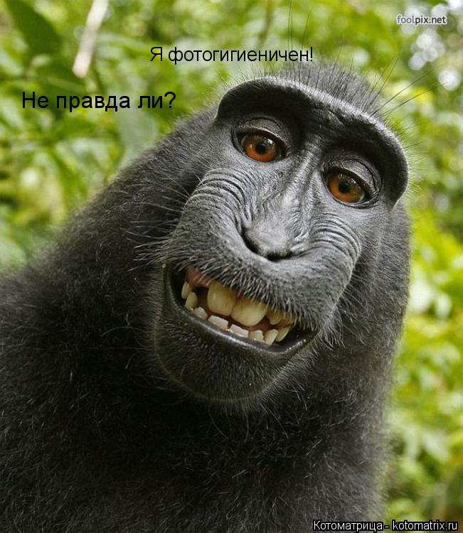 Я фотогигиеничен! Не правда ли?... Котоматрица: Я фотогигиеничен! Не правда ли?