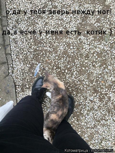о,да у тебя зверь между ног! да,а есчё у меня есть котик )... Котоматрица: о,да у тебя зверь между ног! да,а есчё у меня есть котик )