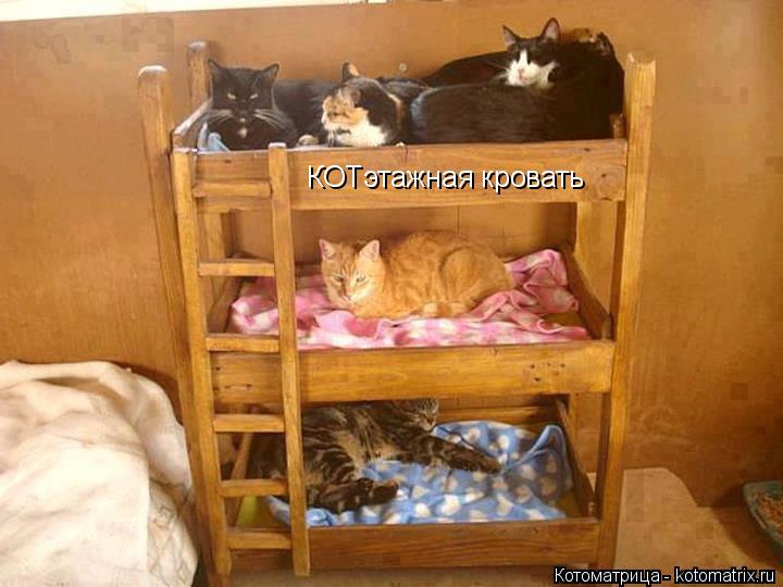 КОТэтажная кровать... Котоматрица: КОТэтажная кровать