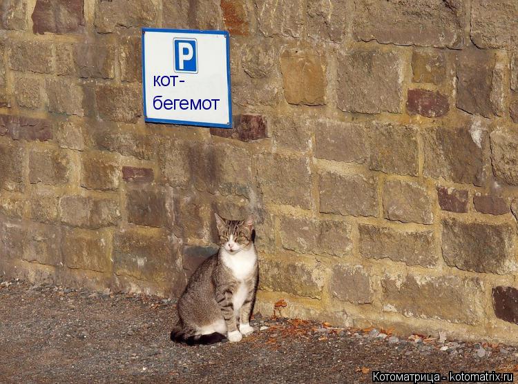 кот- бегемот... Котоматрица: кот- бегемот