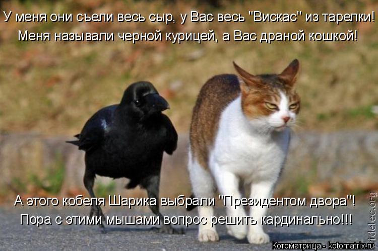 У меня они съели весь сыр, у Вас весь "Вискас" из тарелки! Меня называли черной курицей, а Вас драной... Котоматрица: У меня они съели весь сыр, у Вас весь "Вискас" из тарелки! Меня называли черной курицей, а Вас драной кошкой! Пора с этими мышами вопрос решить