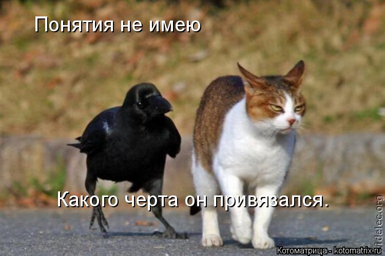 Понятия не имею Какого черта он привязался.... Котоматрица: Понятия не имею Какого черта он привязался.
