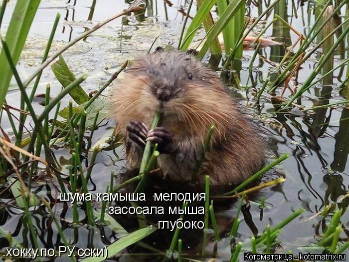 шума камыша мелодия засосала мыша глубоко .хокку.по.РУ.сски)... Котоматрица: шума камыша мелодия засосала мыша глубоко .хокку.по.РУ.сски)