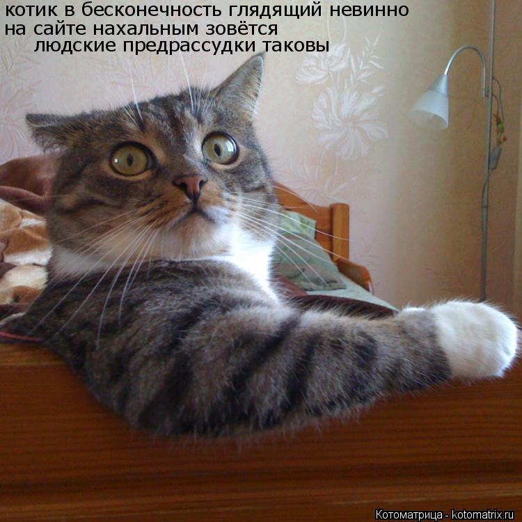 котик в бесконечность глядящий невинно на сайте нахальным зовётся людские предрассудки таковы... Котоматрица: котик в бесконечность глядящий невинно на сайте нахальным зовётся людские предрассудки таковы