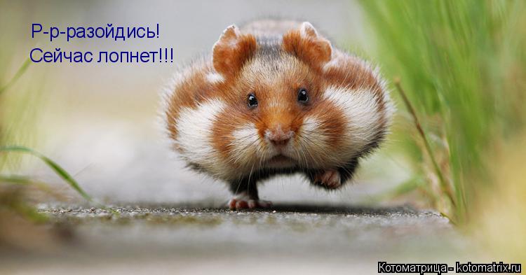 Р-р-разойдись! Сейчас лопнет!!!... Котоматрица: Р-р-разойдись! Сейчас лопнет!!!
