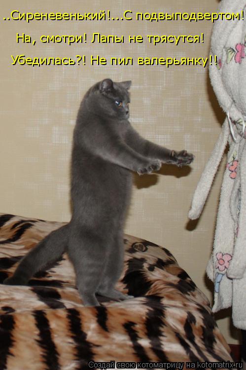 ..Сиреневенький!...С подвыподвертом! На, смотри! Лапы не трясутся! Убедилась?! Не пил валерьянку!!... Котоматрица: ..Сиреневенький!...С подвыподвертом! На, смотри! Лапы не трясутся! Убедилась?! Не пил валерьянку!!