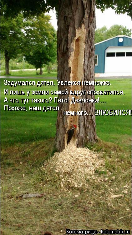 Задумался дятел. Увлекся немножко. И лишь у земли самой вдруг спохватился. А что тут такого? Лето! Де... Котоматрица: Задумался дятел. Увлекся немножко. И лишь у земли самой вдруг спохватился. А что тут такого? Лето! Девчонки!… Похоже, наш дятел немного… ВЛЮ