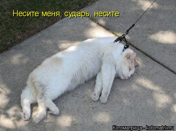 Несите меня, сударь, несите... Котоматрица: Несите меня, сударь, несите