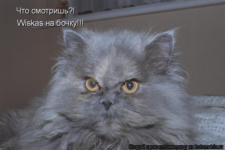Что смотришь?! Wiskas на бочку!!!... Котоматрица: Что смотришь?! Wiskas на бочку!!!