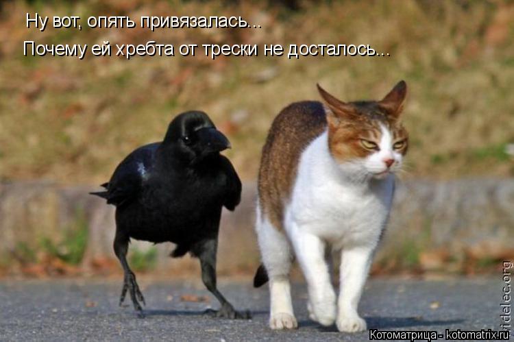 Ну вот, опять привязалась... Почему ей хребта от трески не досталось...... Котоматрица: Ну вот, опять привязалась... Почему ей хребта от трески не досталось...