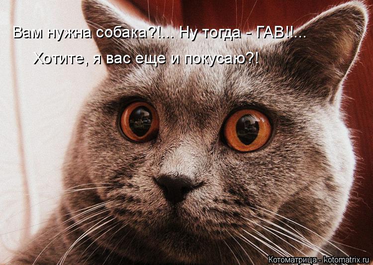 Вам нужна собака?!... Ну тогда - ГАВ!!... Хотите, я вас еще и покусаю?!... Котоматрица: Вам нужна собака?!... Ну тогда - ГАВ!!... Хотите, я вас еще и покусаю?!