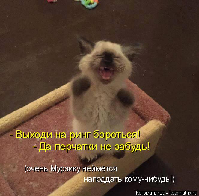 - Выходи на ринг бороться! - Да перчатки не забудь! (очень Мурзику неймётся наподдать кому-нибудь!)... Котоматрица: - Выходи на ринг бороться! - Да перчатки не забудь! (очень Мурзику неймётся наподдать кому-нибудь!)