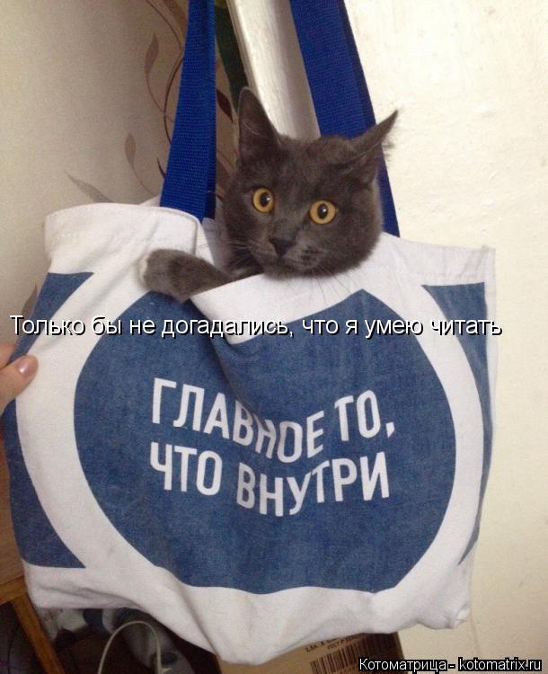 Только бы не догадались, что я умею читать... Котоматрица: Только бы не догадались, что я умею читать