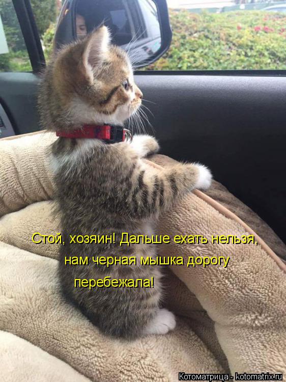 Стой, хозяин! Дальше ехать нельзя, нам черная мышка дорогу перебежала!... Котоматрица: Стой, хозяин! Дальше ехать нельзя, нам черная мышка дорогу перебежала!
