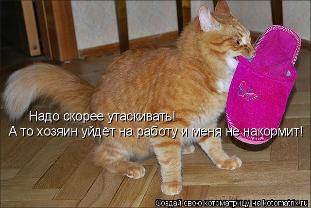 Надо скорее утаскивать! А то хозяин уйдёт на работу и меня не накормит!... Котоматрица: Надо скорее утаскивать! А то хозяин уйдёт на работу и меня не накормит!