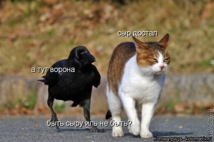 сыр достал а тут ворона быть сыру иль не быть?... Котоматрица: сыр достал а тут ворона быть сыру иль не быть?