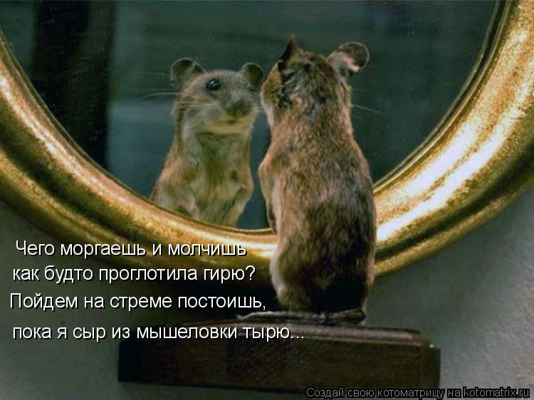 Чего моргаешь и молчишь как будто проглотила гирю? Пойдем на стреме постоишь, пока я сыр из мышеловки... Котоматрица: Чего моргаешь и молчишь как будто проглотила гирю? Пойдем на стреме постоишь, пока я сыр из мышеловки тырю...